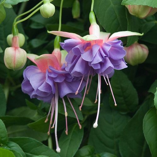 Fuchsia Varieties for Hanging Baskets 2