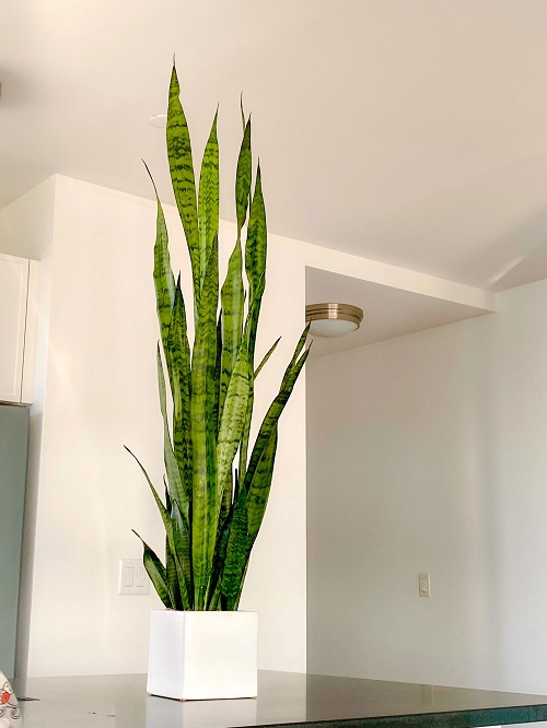 Various Tall Snake Plants 8