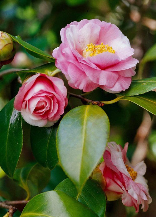 Peony-like Flowers