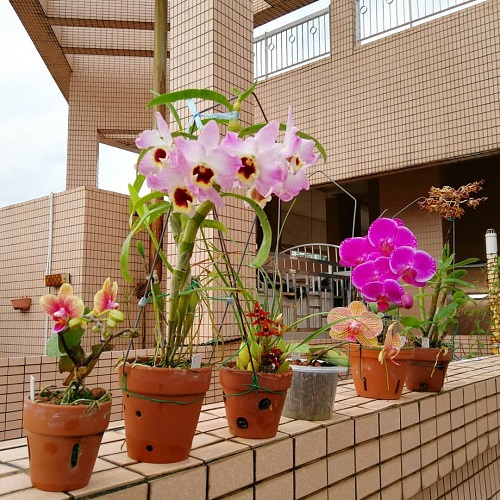 Orchid Varieties on the Balcony 14