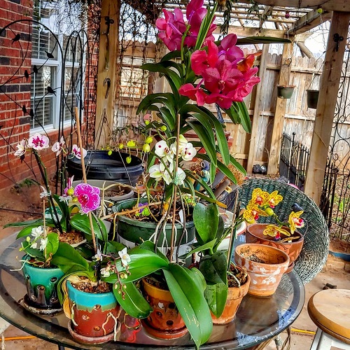 The Greatest Ideas for Balcony Orchid Gardens 16