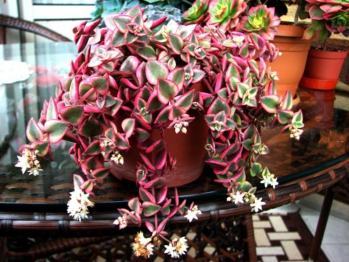 Succulents with white Color Flowers and red leaves