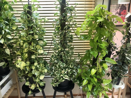 Different Ways to Grow Pothos 2