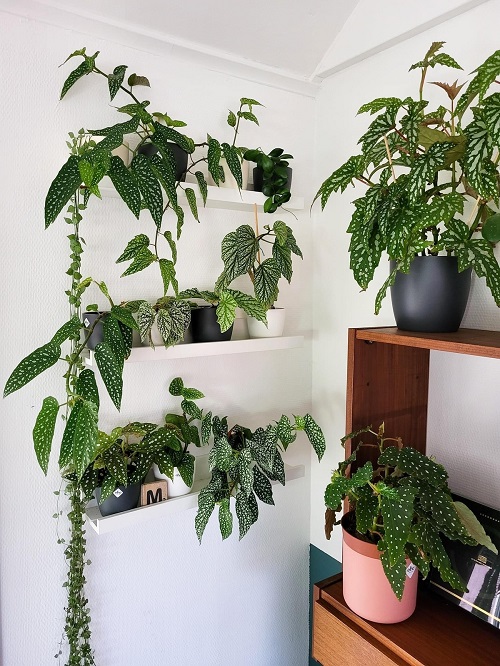 Begonias Display on shelf