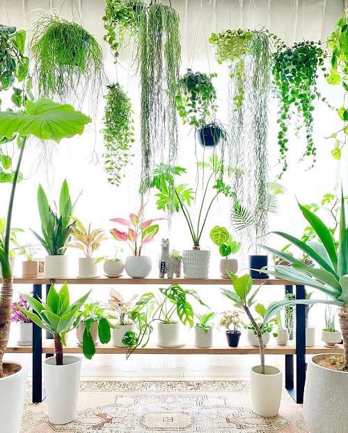 Hanging Pots and a Plant Shelf