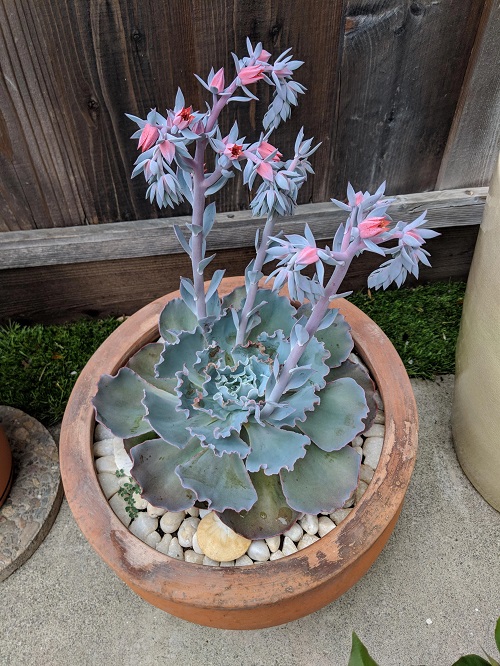 Echeveria Peacockii with pink Flowers 