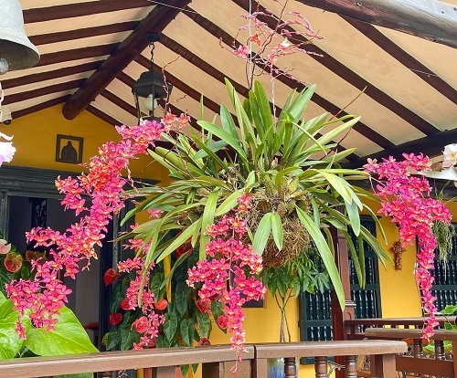 Pink Orchids in balcony Hanging Pots 7