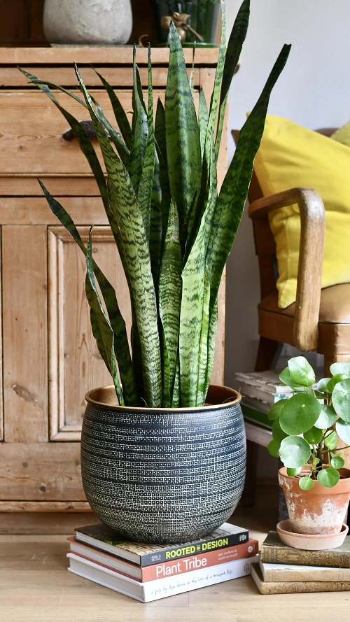 Giant Snake Plant Types