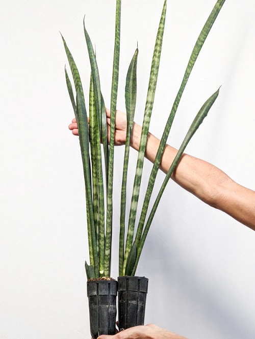 Varieties of Tall Snake Plants 7