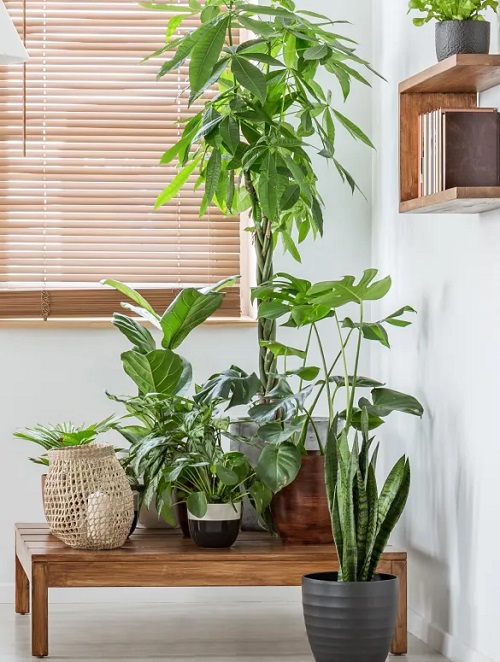 The Interior Design Secrets of Plant Stylists 9