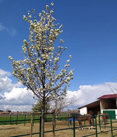 Cleveland Pear Tree front of horse stable