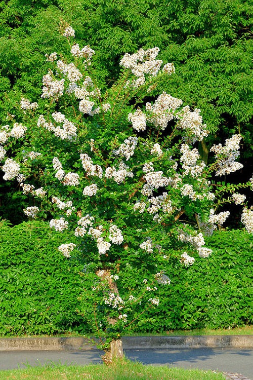 Acoma Crape Myrtle Tree near pathway 