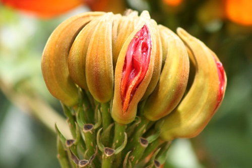 Flowers That Look Like Vaginas 2