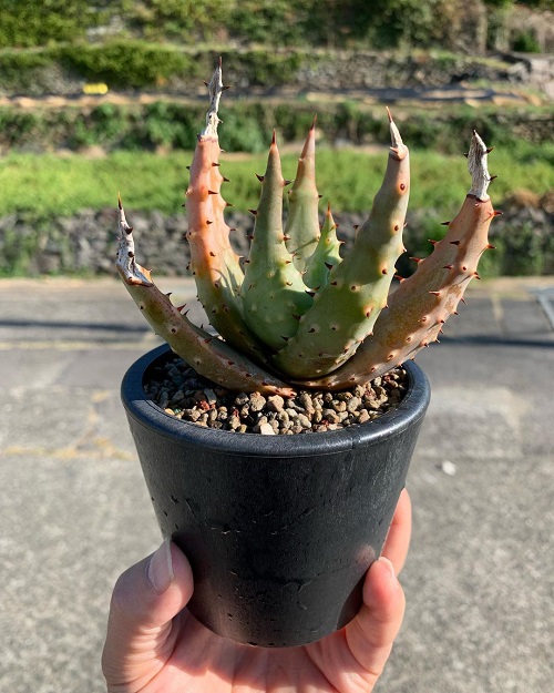 Red Hot Poker Aloe Look like Aloe Vera 