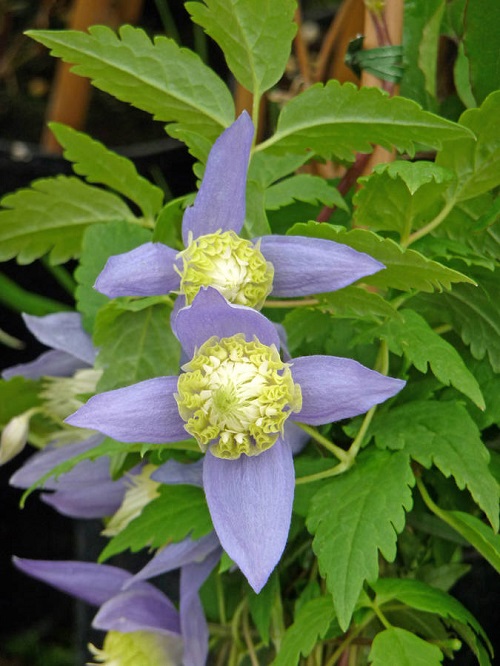 Best Blue and White Flowers 1