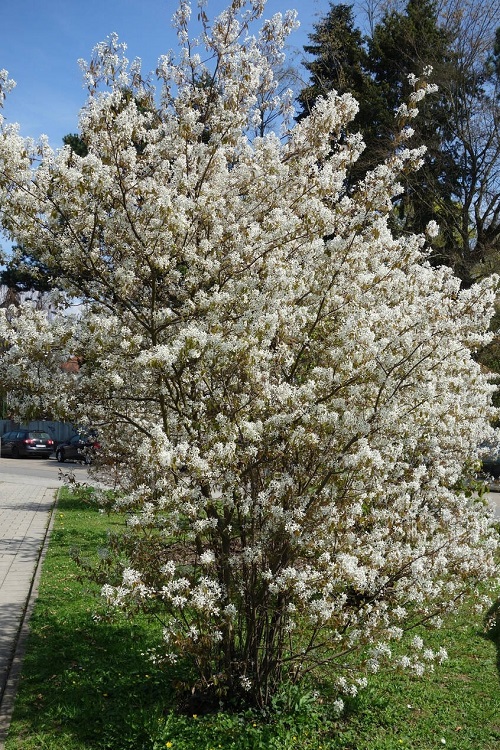 Serviceberry plant near parking