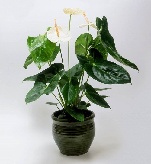 Anthurium Acropolis