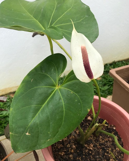 Anthurium Amnicola anthurium