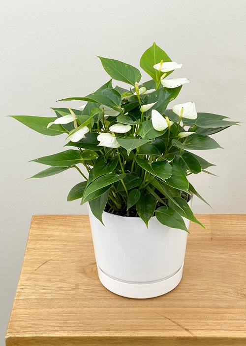 Anthurium Dwarf White