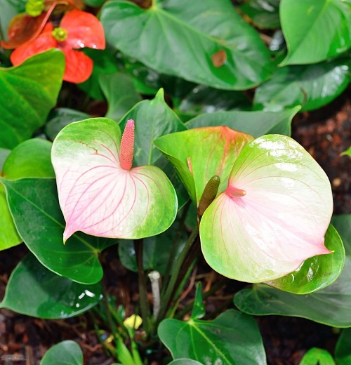 Anthurium Lime Burst