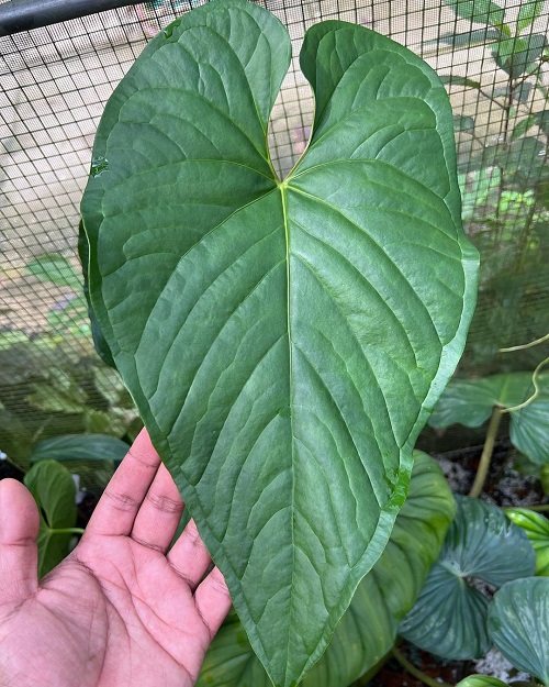 Plants that Look Like Elephant Ears 16