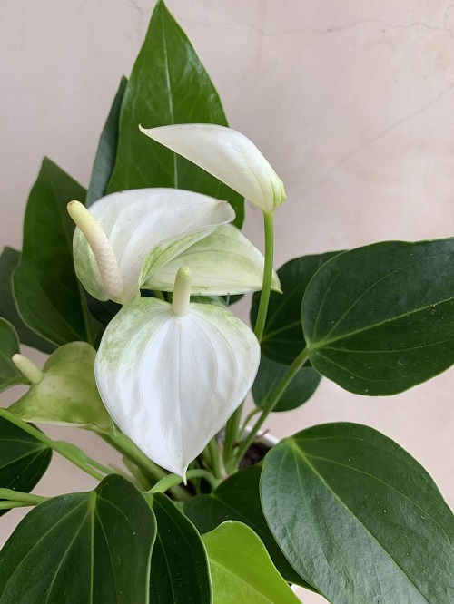 Anthurium Mini Putih