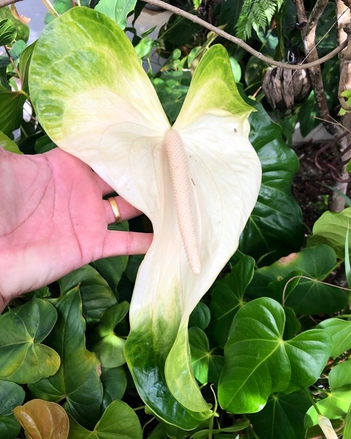 Anthurium Mauna Loa