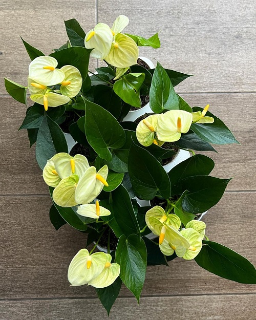 Anthurium Vanilla