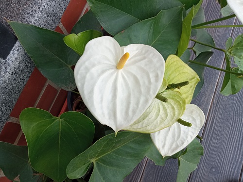 White Anthurium