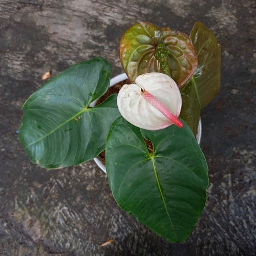 Anthurium Jose White