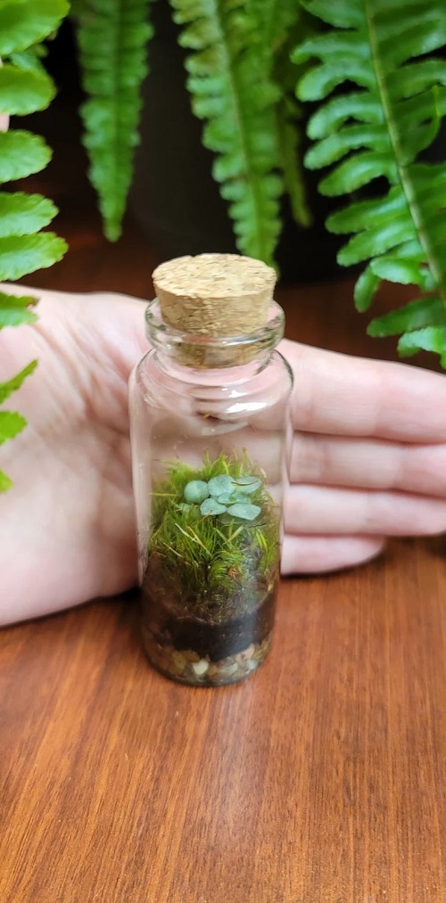 Small Terrarium Plants 2