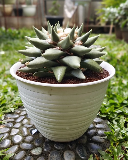 Ariocarpus Plants that Look like Aloe Vera 