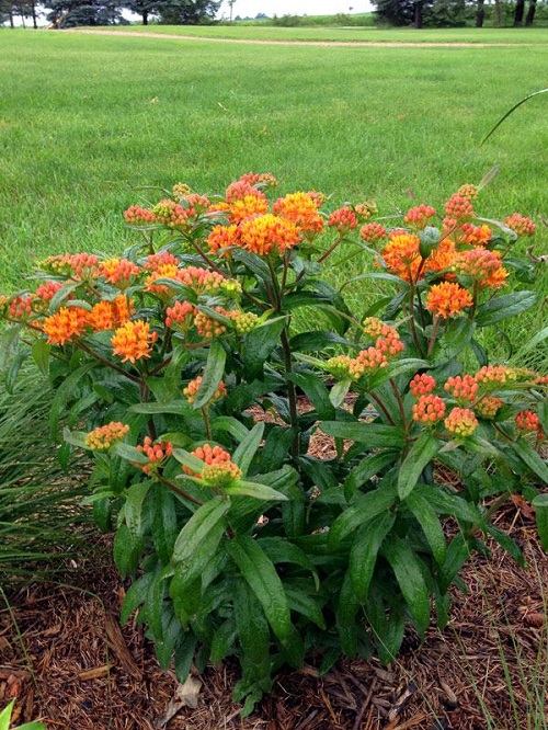 Orange Wildflowers 11