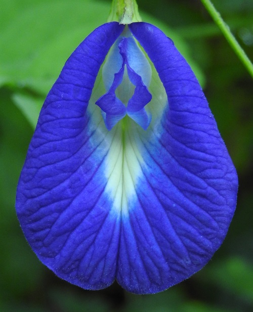 Flowers That Look Like Vaginas 3