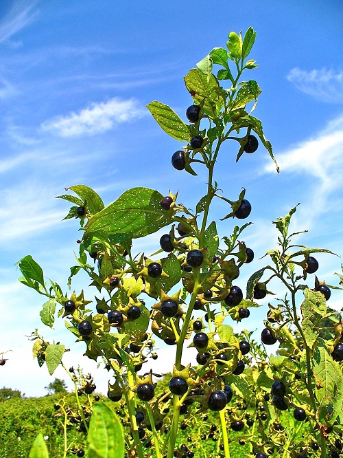 Nightshade Plants 7