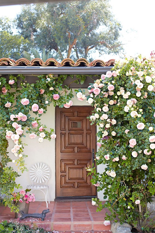 Floral vine Ideas for a Backyard Garden in 2024