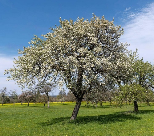 Bartlett Pear tree