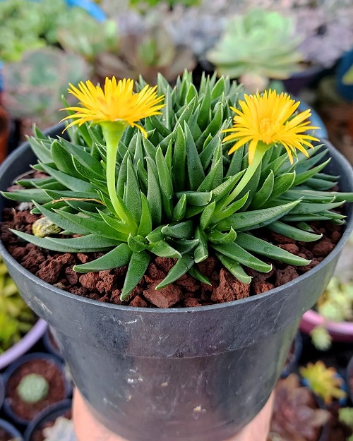 Bergeranthus Plants that Look like Aloe Vera 