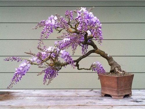 Best Jacaranda Bonsai Tree Pictures 6