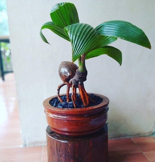 Coconut Bonsai Tree Pictures Spider Like Body