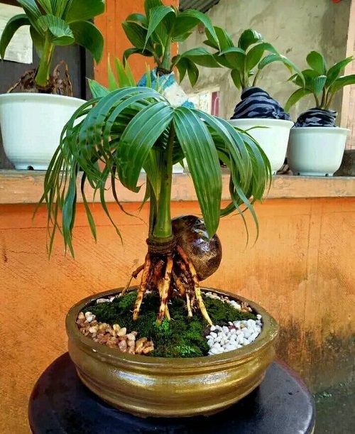 Coconut Bonsai in Moss and Gravel Image 