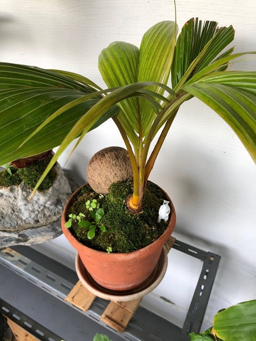 Clay Planter with Coconut Bonsai Picture