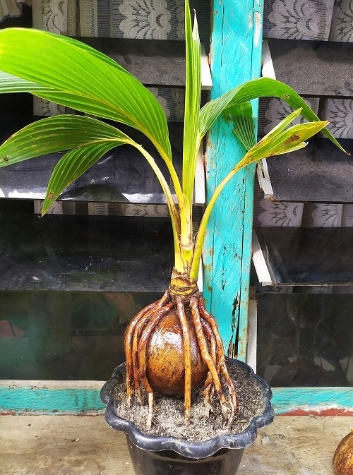 Images of Coconut Bonsai Trees 