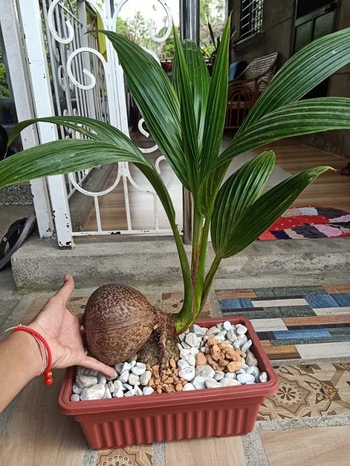 Coconut Bonsai Rectangular Planter Picture