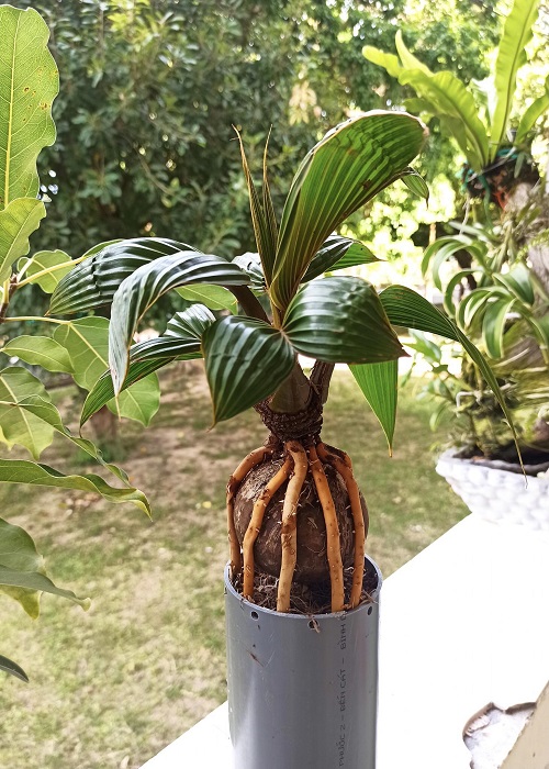 Dark Foliage Coconut Bonsai Image 