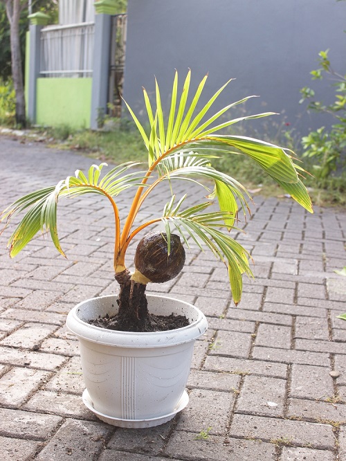 Bonsai of Coconuts with a Shell Picture