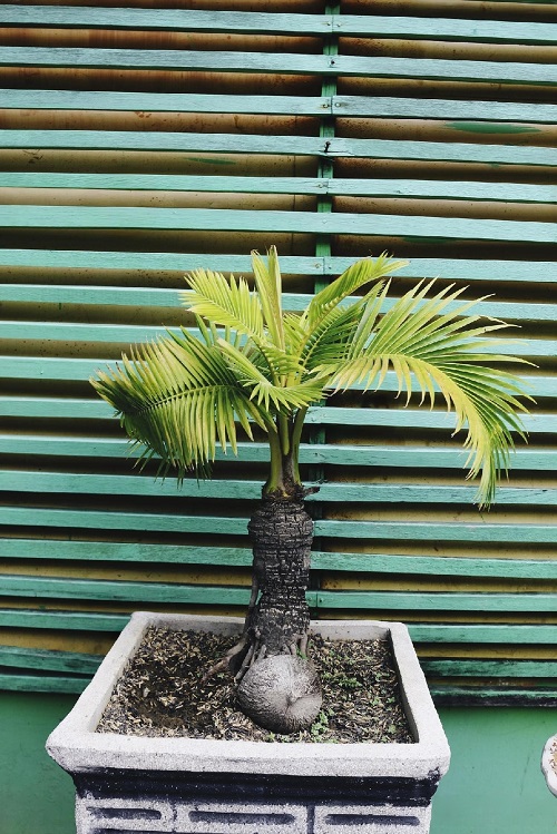 Coconut Bonsai with Sharp Leaves Image 