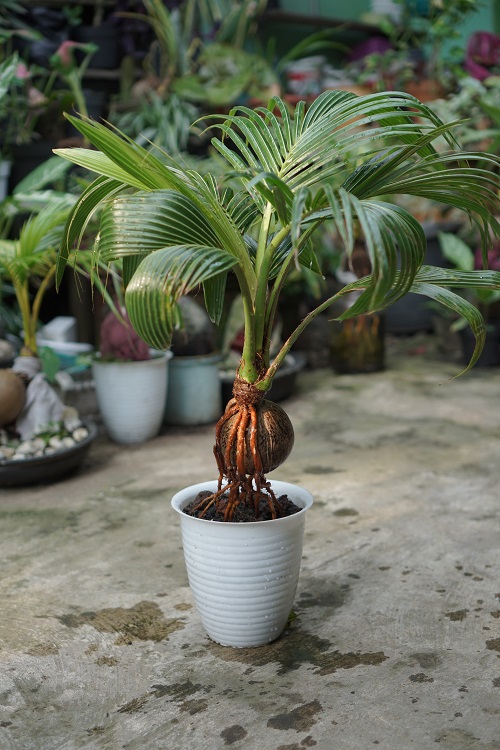 Picture of a Coconut Bonsai Tree with Incredible Roots 