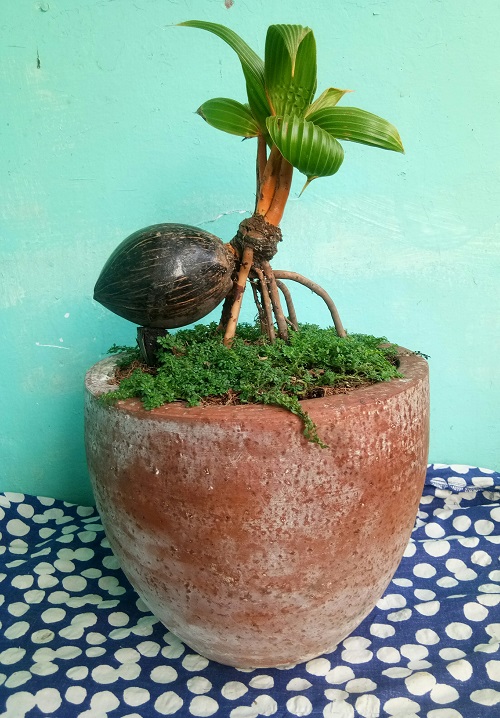 Picture of a stone planter with a bonsai Coconut tree