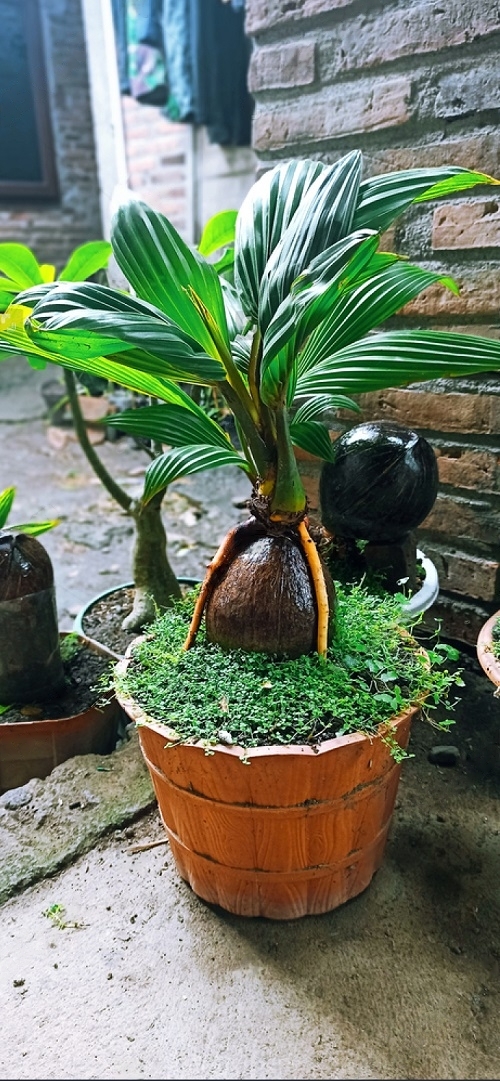 Coconut Bonsai Tree Pictures 